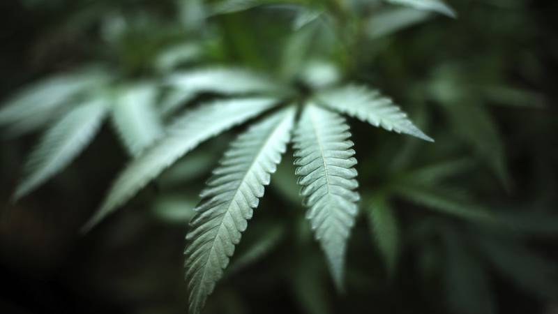 FILE - In this Aug. 15, 2019, file photo, marijuana grows at an indoor cannabis farm in...