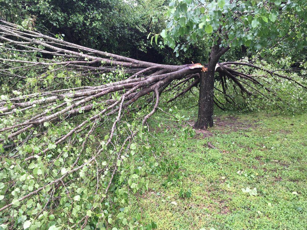 Bradford Pear split in Dalzell (Source: Deborah Shade)