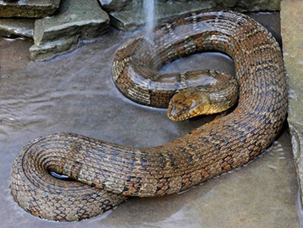 Northern water snake. (Virginia Herpetological Society)