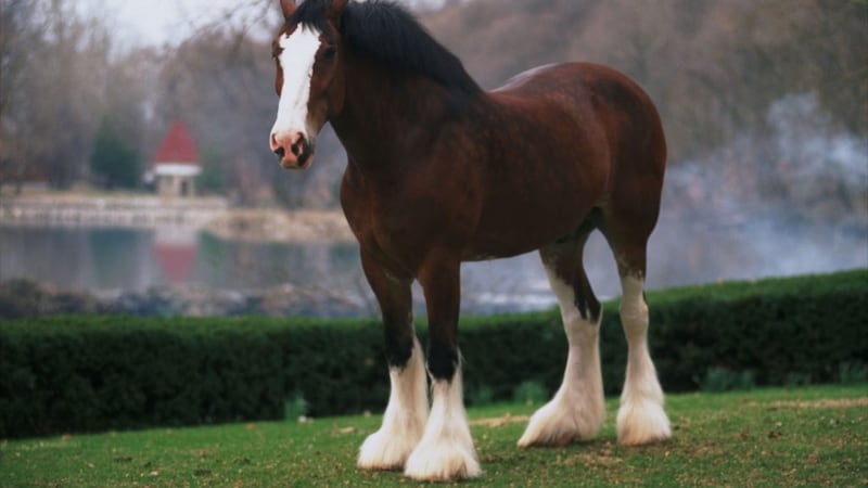 Budweiser Clydesdale.