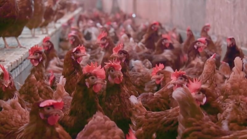 Poultry farmers around the Shenandoah Valley are encouraged to take biosecurity measures after...