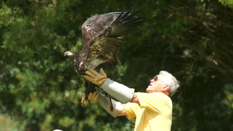 The eagle was released in Charles City County.