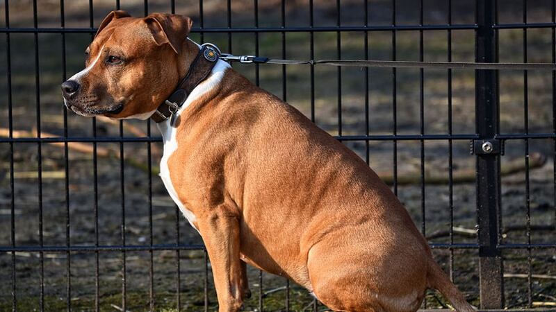 Virginia lawmakers have passed legislation that would prohibit the tethering of dogs outside...