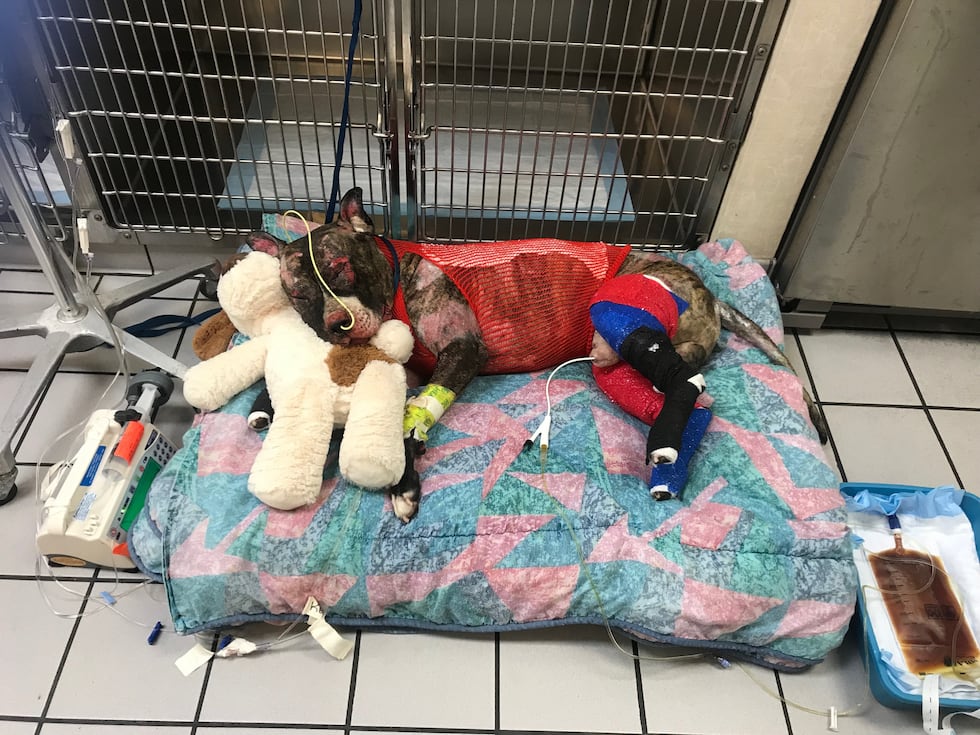 Tommie suffered burns to 40 percent of his body and died after a nationwide outpouring of love...