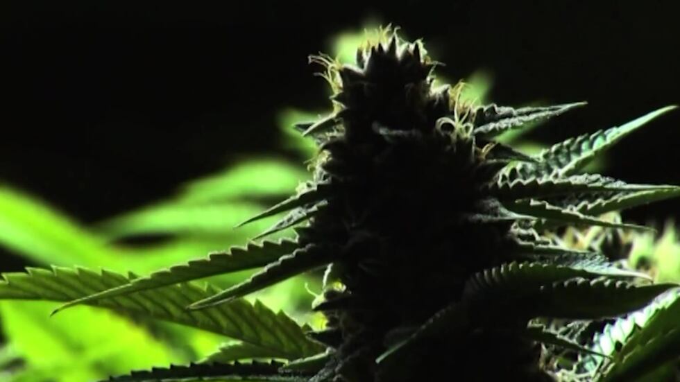 Northam's amendments would legalize possession of marijuana for personal use on July 1, 2021.