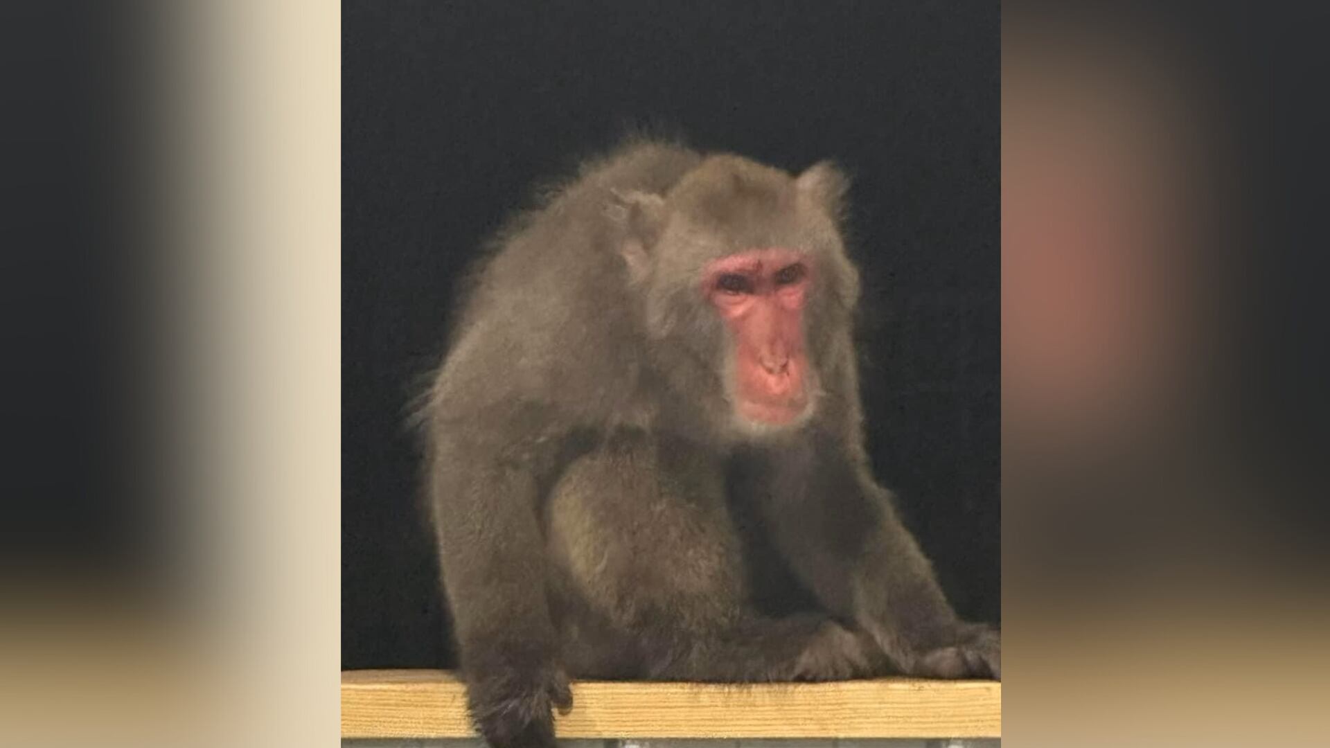 Owner recaptures monkey named Bradley after he escaped his home - Vimarsana News