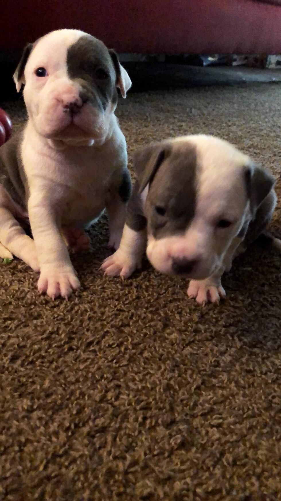 These puppies were taken from their home on Ford Avenue. (Source: Emaraun Yarborough)