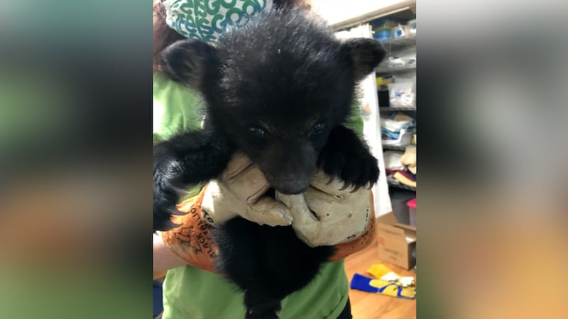 The Southwest Virginia Wildlife Center of Roanoke has received Virginia's first baby American...