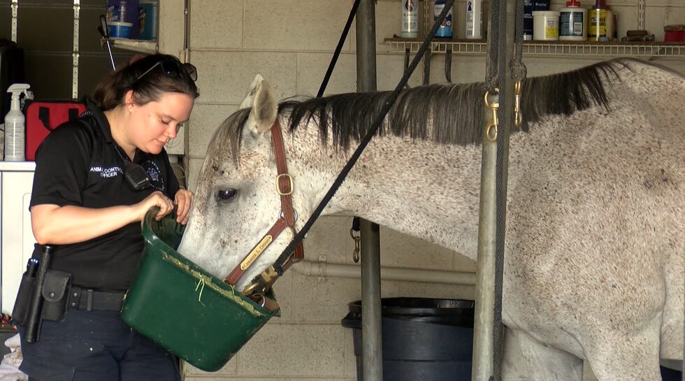 RACC Helps Horses
