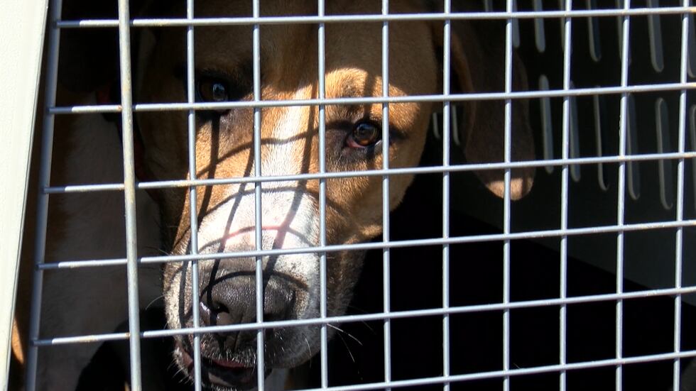 More than 50 dogs and cats arrived at the Richmond Jet Center.
