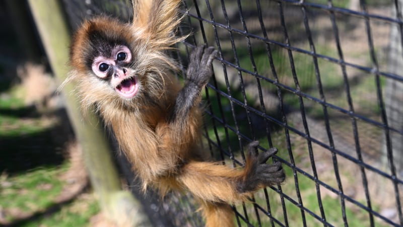 Dandi the spider monkey climbs on a fence in the Metro Richmond Zoo.