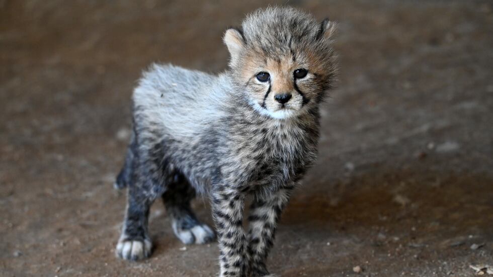The Metro Richmond Zoo welcomes 19 cheetah cubs this year.