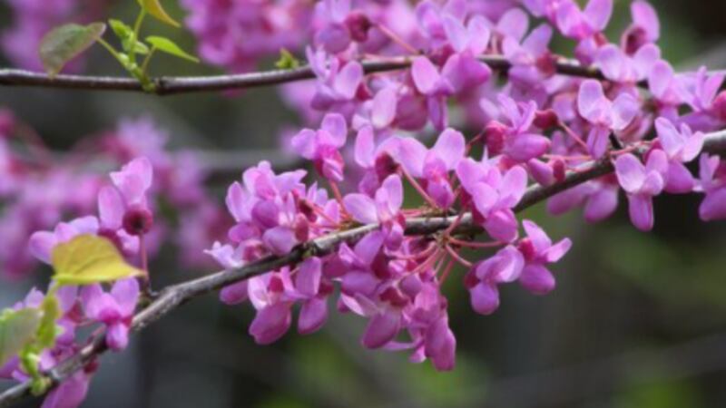 Eastern Redbud