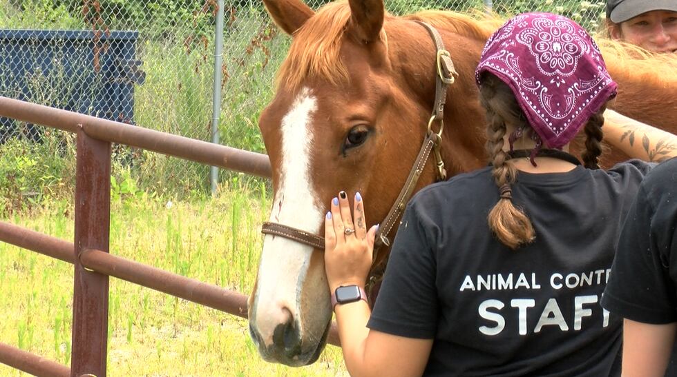 RACC is helping 4 horses seized from poor living conditions in Shenandoah County.