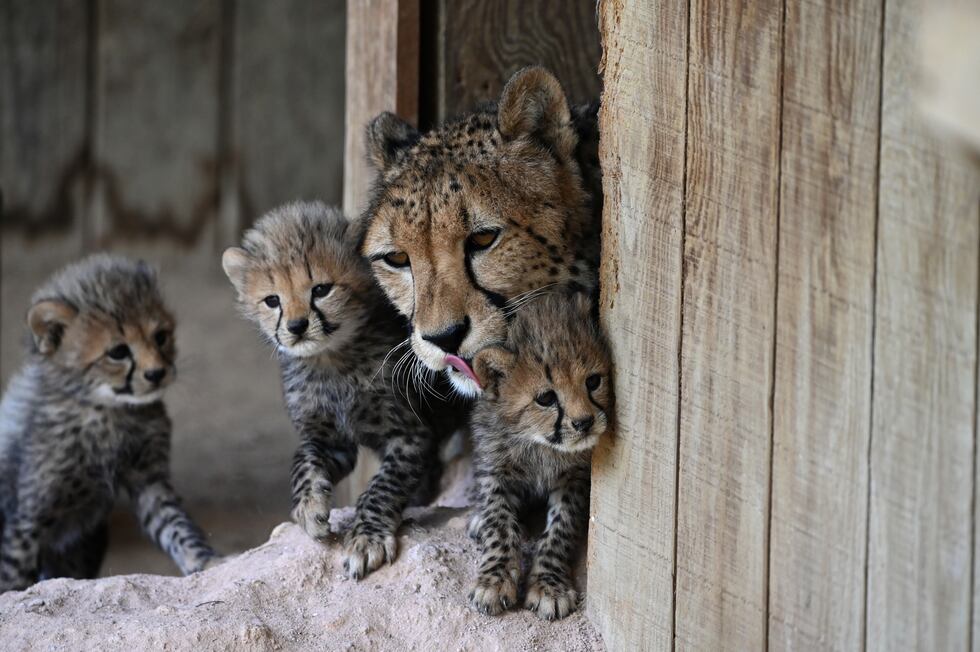 The cubs were born in March, June, July and August.