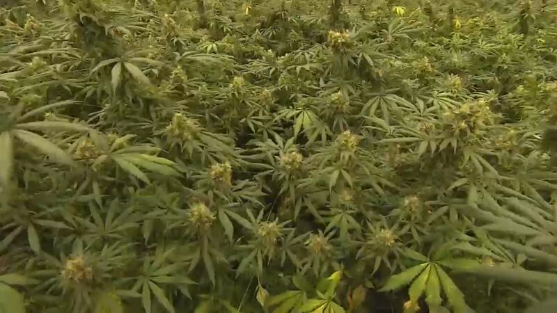 New Virginia law eliminates requirement for cannabis card issued by the state