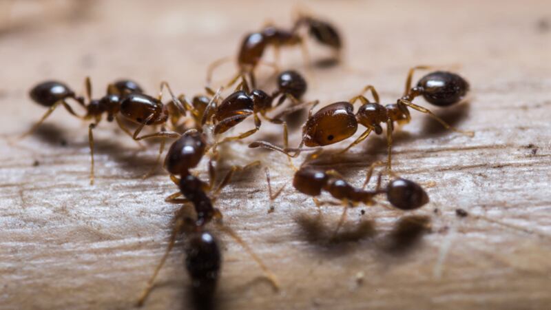 A close-up of Red Imported Fire Ants.