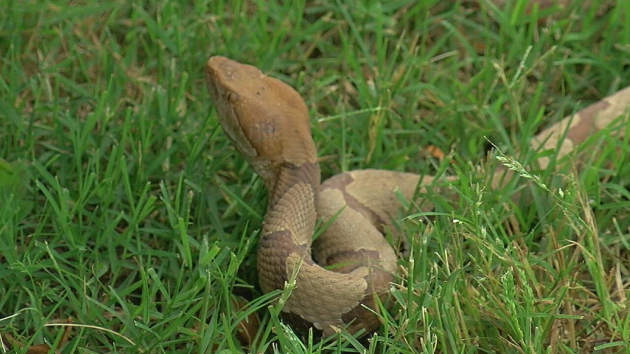 Copperhead bites increase during warmer months - Vimarsana News
