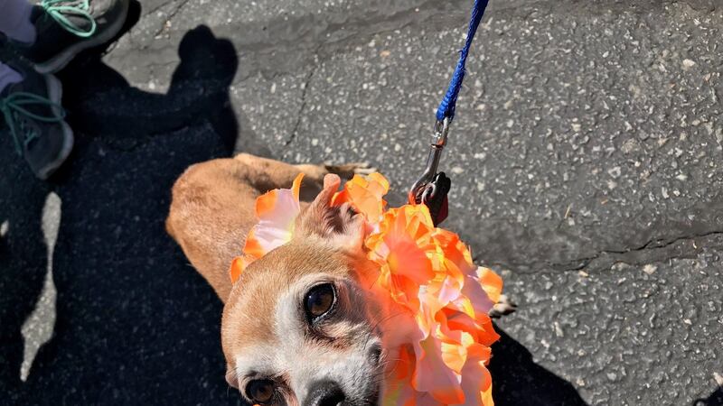 This cute little dog was at the Bow Wow Meow Luau on Sunday. (Source: NBC12)