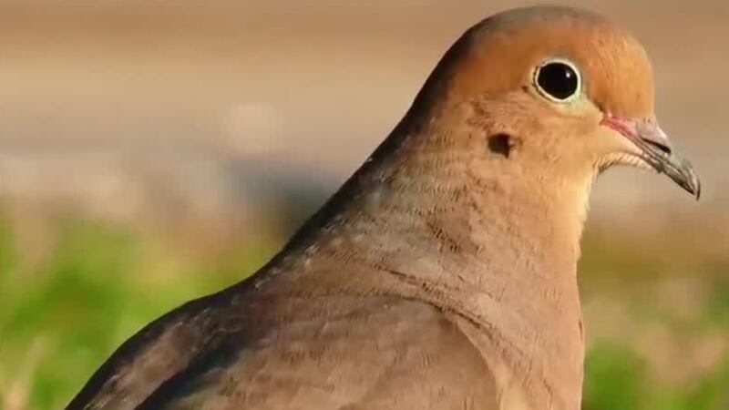LDWF offers to pay property owners to lease land for dove hunting season
