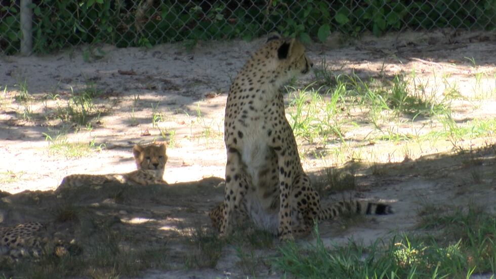 Several cheetah cubs soak in the sun with their mom at the Metro Richmond Zoo.
