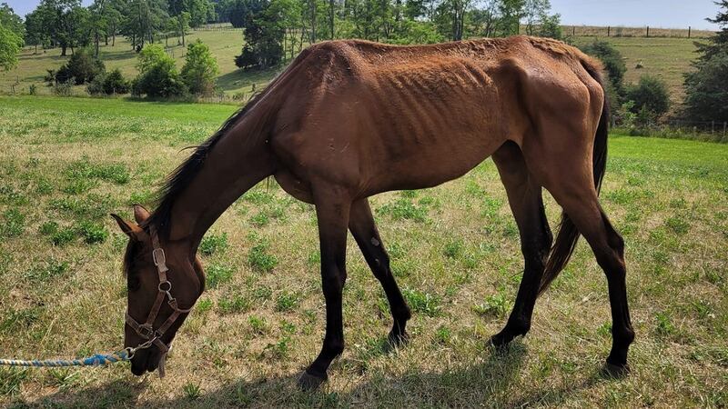 Photo courtesy the Shenandoah County Sheriff's Office
