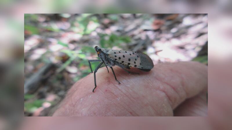 A viewer sent this photo in of a spotted lanternfly resting on her hand.