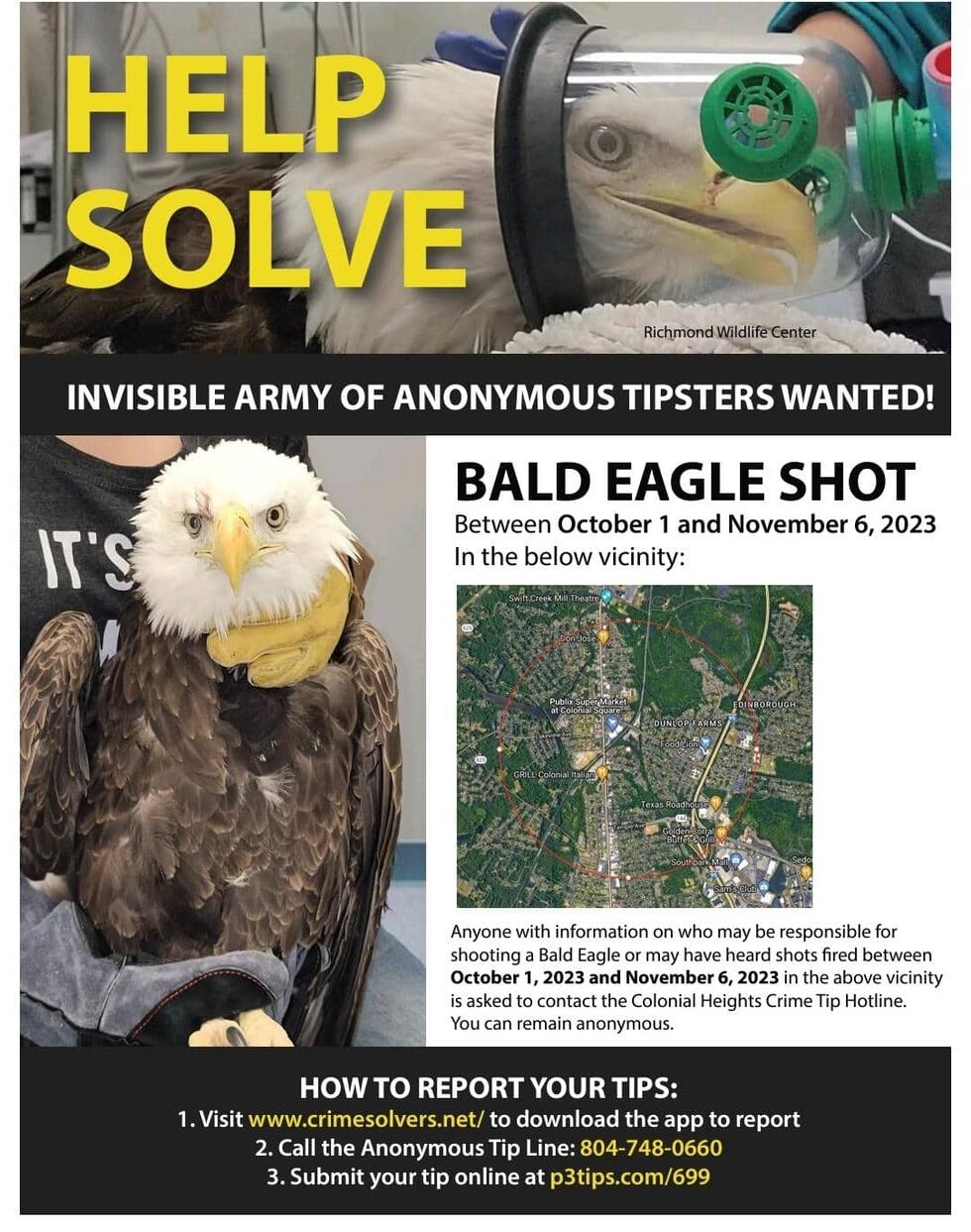 Bald Eagle Shot