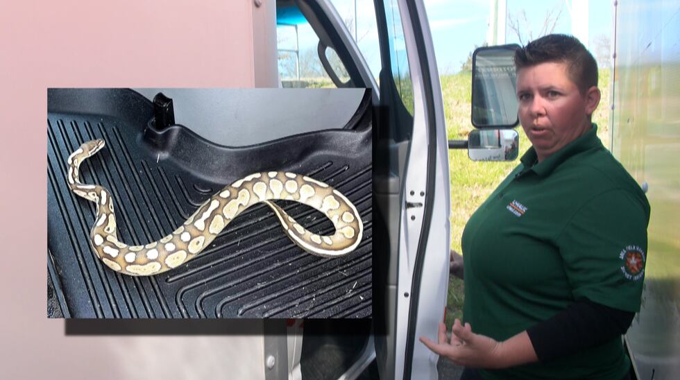 A U-Haul manager found a ball python inside of a rental truck.