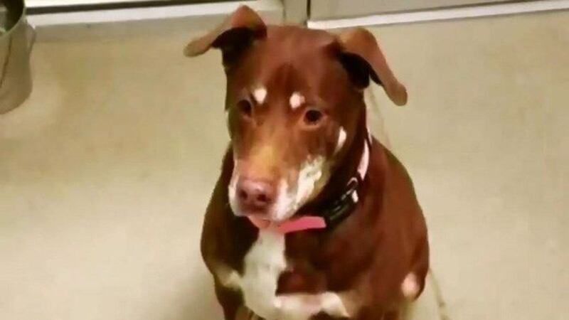 Ginger was one of two pups left behind at Fredericksburg SPCA on Clear the Shelters Day....