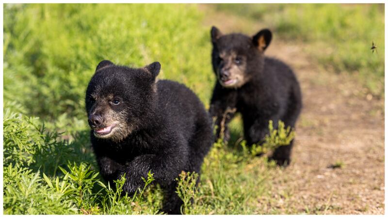 black bear cubs generic