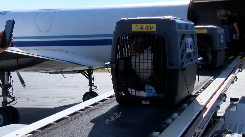 More than 50 shelter animals from Florida arrived in Richmond.