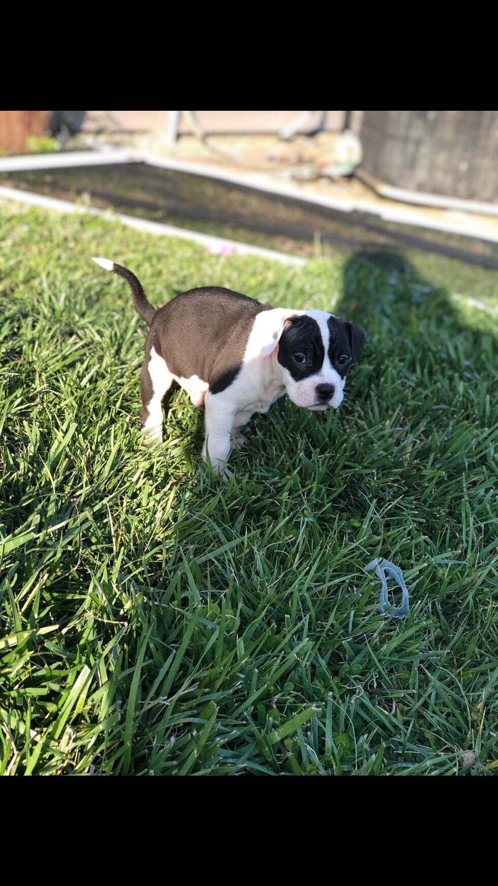 One puppy and the mother dog escaped being stolen, but this dog was among those who didn't get...
