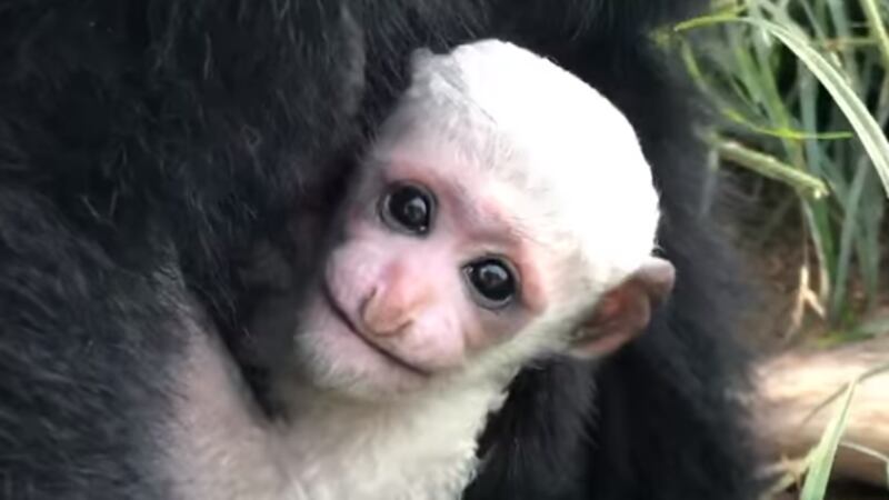 Colobus monkey at the Metro Richmond Zoo.