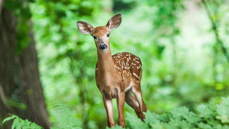 Virginia ranks 12th nationally in automobile collisions with deer.