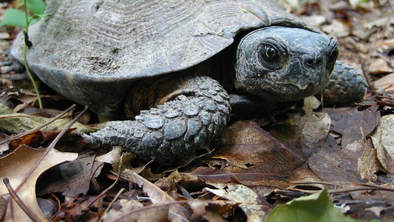 The wood turtle is listed by the Commonwealth of Virginia as threatened.