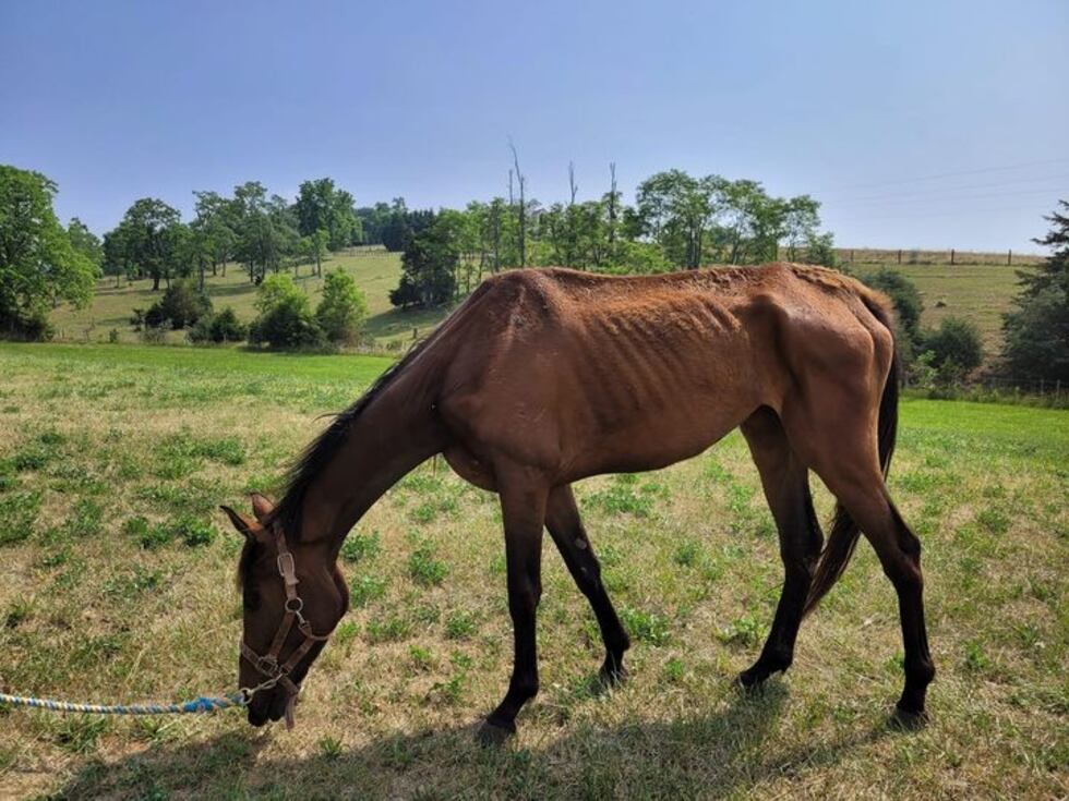 Horse Seizure in Shenandoah County.