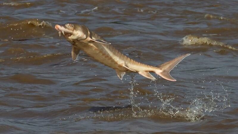 Sturgeon jumping.