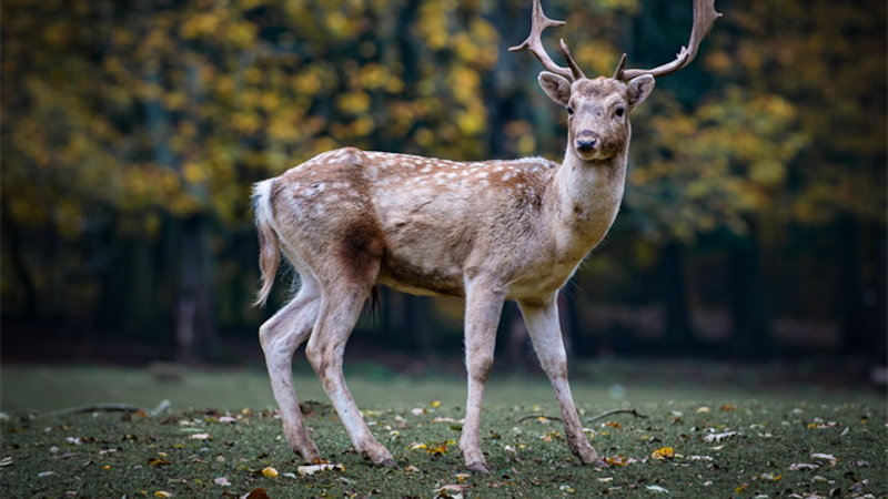 Chronic wasting disease was first detected in Virginia in 2009. (Source: STOCK IMAGE)