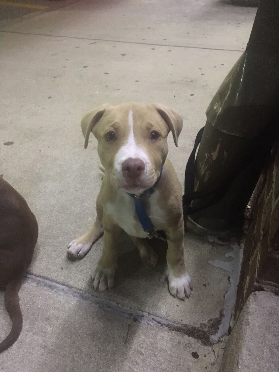 Aya's owner fears she will be used for dogfighting. (Source: Jamell Davis)