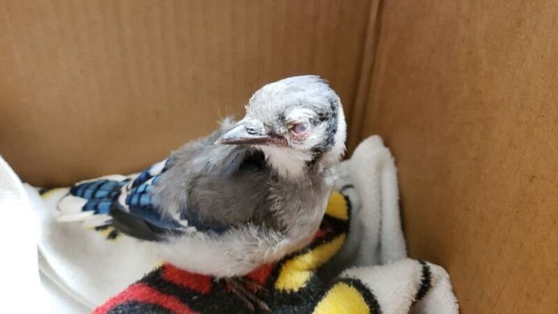 Sick Blue Jay with disease that's leading wildlife officials to urge people to remove bird...