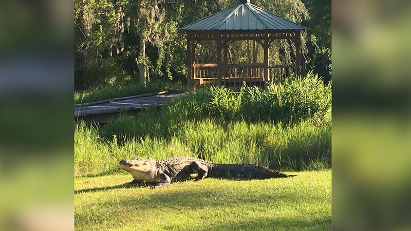 Georgia's Coastal Ecology Lab announced a gator, called Okefenokee Joe, passed away from old age.