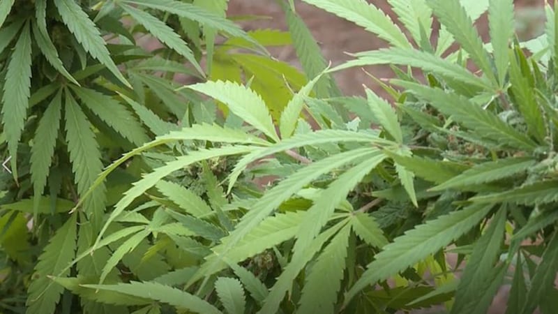SB 591 bill could make CBD products illegal, hemp stores, farmers at risk of losing business